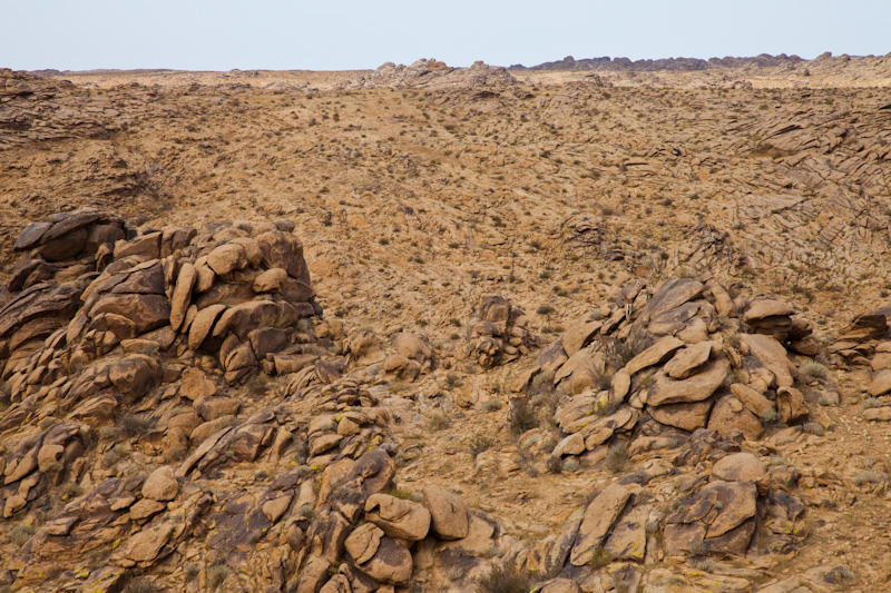 Siberian Ibex